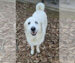 Small #2 Great Pyrenees Mix