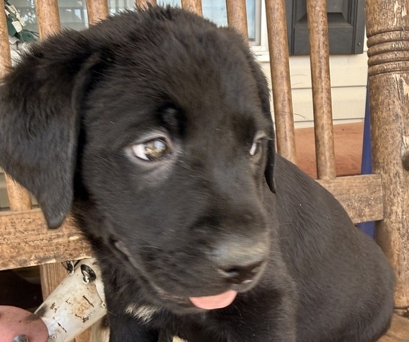 Medium Photo #18 Labrador Retriever Puppy For Sale in SPOTSYLVANIA, VA, USA