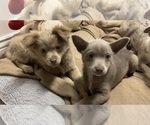 Small #1 Australian Shepherd-Pomeranian Mix