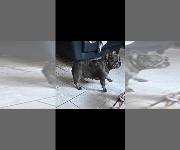 Medium Photo #1 French Bulldog Puppy For Sale in FT MYERS, FL, USA