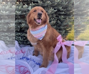 Mother of the Goldendoodle puppies born on 02/03/2026