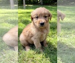 Small #7 Golden Retriever