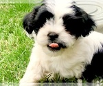 Small Photo #10 Zuchon Puppy For Sale in ORLAND PARK, IL, USA