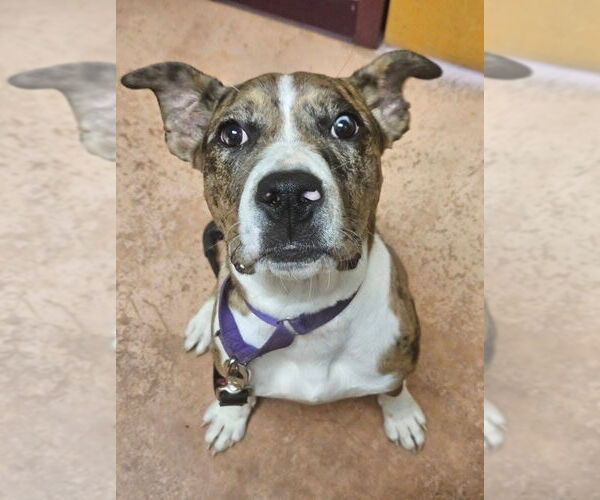 Medium Photo #12 American Bandogge mastiff Puppy For Sale in Spotsylvania, VA, USA