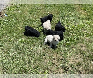 Poodle (Standard) Puppy for sale in RICHLANDS, VA, USA