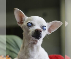 Chihuahua-Unknown Mix Dogs for adoption in San Antonio, TX, USA