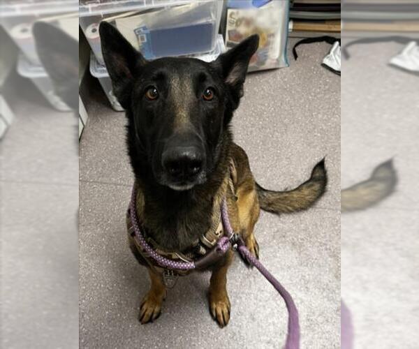 Medium Photo #1 German Shepherd Dog-Unknown Mix Puppy For Sale in Tracy, CA, USA