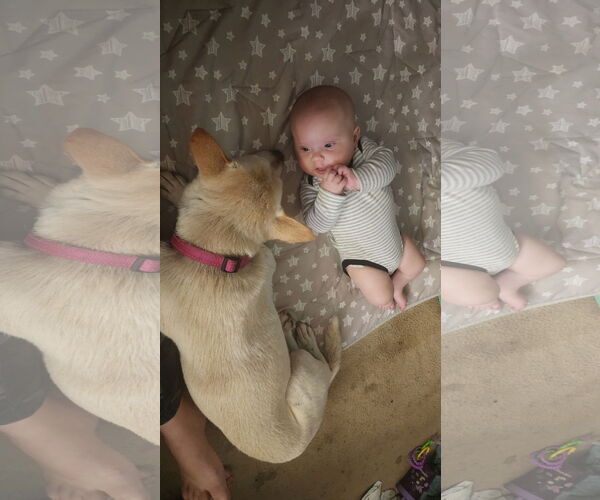 Medium Photo #5 German Shepherd Dog-Unknown Mix Puppy For Sale in Farmington, MN, USA