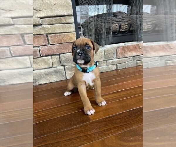 Medium Photo #2 Boxer Puppy For Sale in CANTON, GA, USA