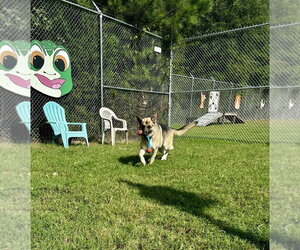 DA 28 Sarge - Male German Shepherd Dog Dog for Adoption - Photo #15
