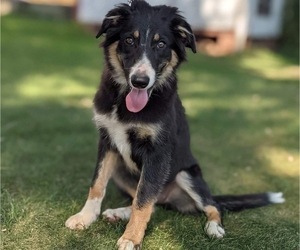 Border Collie Puppy for sale in JONESTOWN, PA, USA