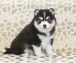 Image preview for Ad Listing. Nickname: Callie