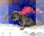 Small Photo #14 French Bulldog Puppy For Sale in MIMS, FL, USA