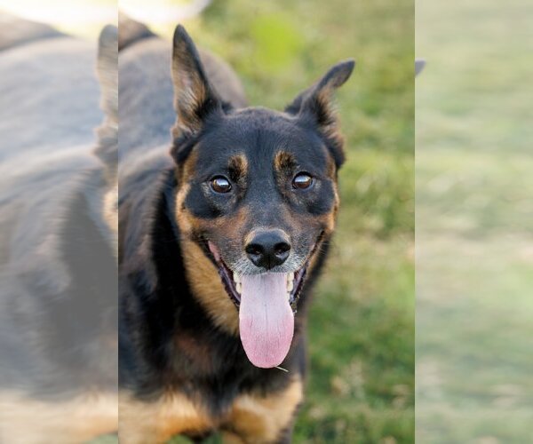 Medium Photo #13 Shepweiller Puppy For Sale in McKinney, TX, USA
