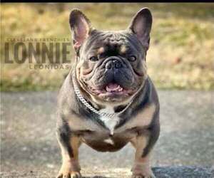 Father of the French Bulldog puppies born on 04/22/2026