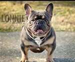 Small Photo #1 French Bulldog Puppy For Sale in MANCHESTER, MI, USA