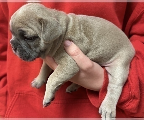 Medium Photo #4 French Bulldog Puppy For Sale in WEXFORD, PA, USA
