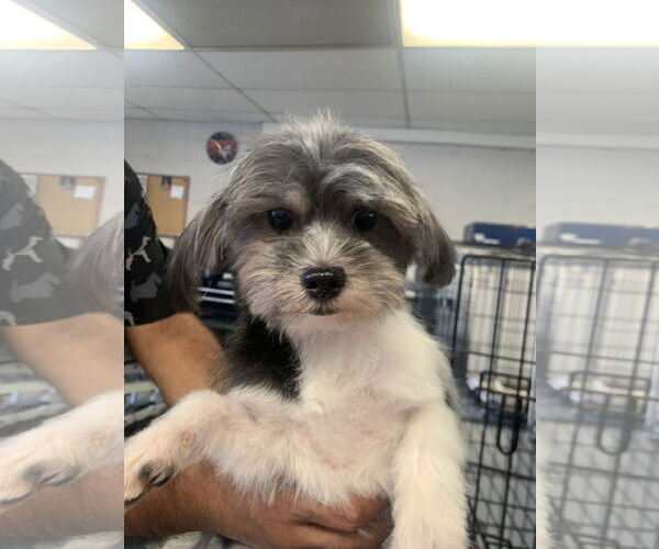 Medium Photo #1 Shih Tzu Puppy For Sale in Santa Clarita, CA, USA