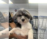 Small Shih Tzu