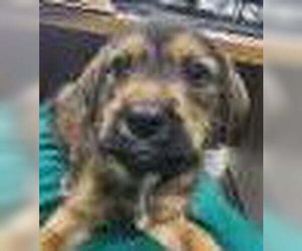 Medium Photo #1 Mutt Puppy For Sale in Royal Palm Beach, FL, USA