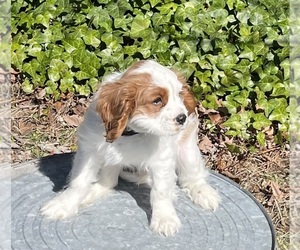 Cavalier King Charles Spaniel Puppy for Sale in ASHEBORO, North Carolina USA