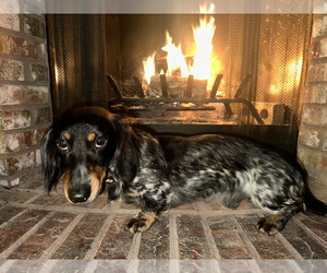 Father of the Dachshund puppies born on 12/31/2025