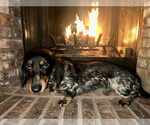 Small Photo #1 Dachshund Puppy For Sale in INDIANAPOLIS, IN, USA