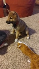 Shiba Inu Puppy for sale in POSEN, IL, USA