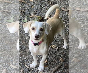 Dachshund-Unknown Mix Dogs for adoption in Olalla, WA, USA