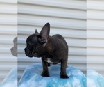 Small Photo #4 French Bulldog Puppy For Sale in CHESAPEAKE, VA, USA