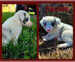 Puppy Kansas Border Collie