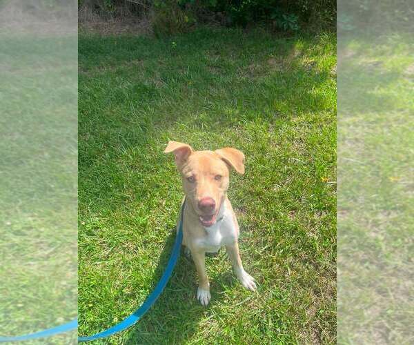 Medium Photo #1 Mutt Puppy For Sale in Candler, NC, USA