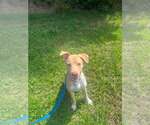 Small Mutt