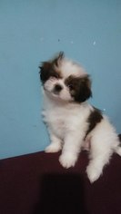 Mal-Shi Puppy for sale in PHILADELPHIA, PA, USA