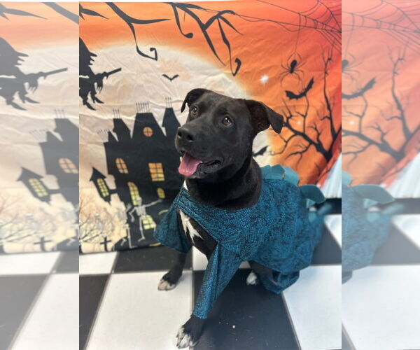 Medium Photo #8 Mutt Puppy For Sale in Myrtle Beach, SC, USA