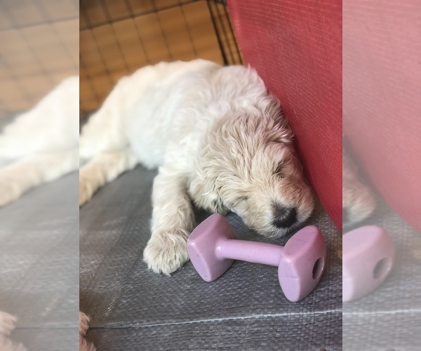 Medium Photo #2 Labradoodle Puppy For Sale in MEDFORD, OR, USA