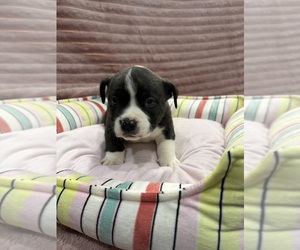 Medium American Bully-French Bulldog Mix