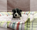 Puppy Bully American Bully-French Bulldog Mix