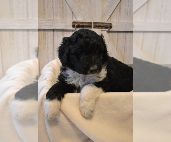 Medium Photo #4 Aussiedoodle Puppy For Sale in PLEASANT HILL, MO, USA