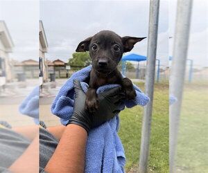 German Shepherd Dog-Unknown Mix Dogs for adoption in Corpus Christi, TX, USA