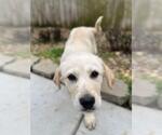Small Great Pyrenees Mix