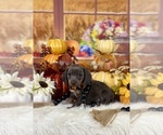 Small #1 Dachshund