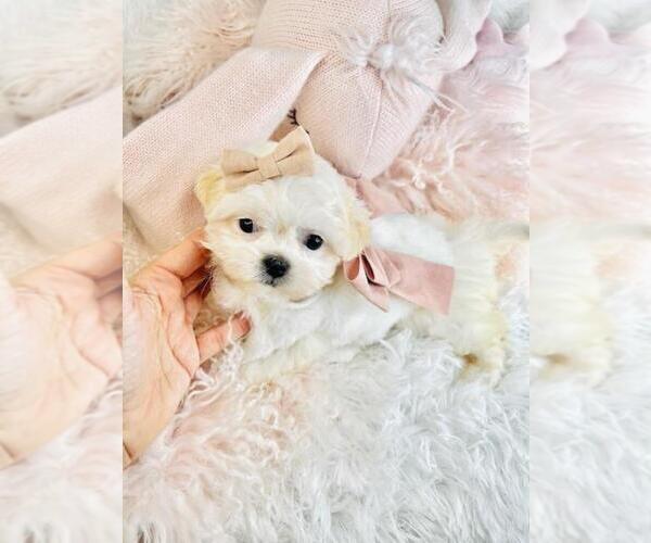 Medium Photo #17 Maltese Puppy For Sale in BOSTON, MA, USA