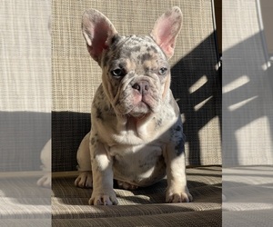 Medium French Bulldog