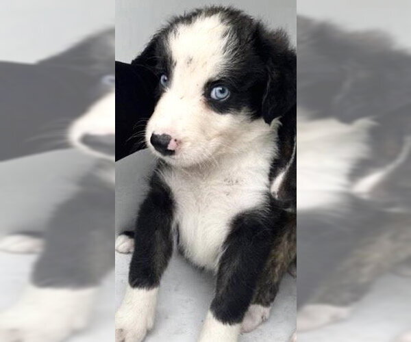 Medium Photo #1 Australian Shepherd Puppy For Sale in Houston, TX, USA