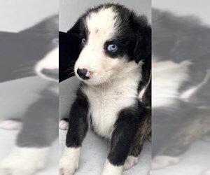Australian Shepherd Dogs for adoption in Houston, TX, USA