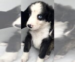 Small Australian Shepherd