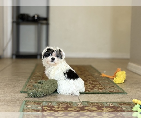Medium Photo #8 Maltipoo Puppy For Sale in TUCSON, AZ, USA