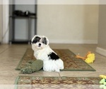 Small #7 Maltipoo