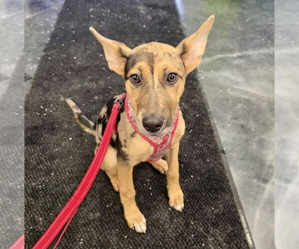 Medium Photo #9 Catahoula Leopard Dog-Unknown Mix Puppy For Sale in St. Louis Park, MN, USA